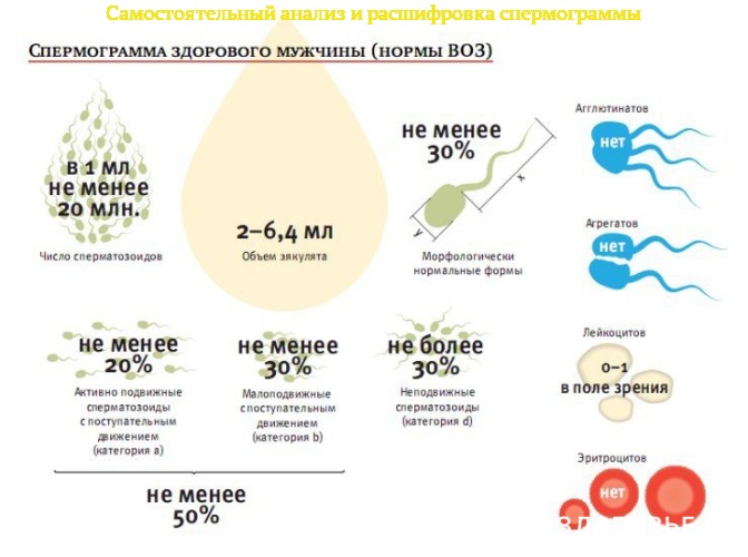 Нормальные значения спермограммы здорового мужчины